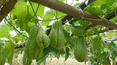 什么时间吃佛手瓜好呢视频,佛手瓜最佳食用时间揭秘