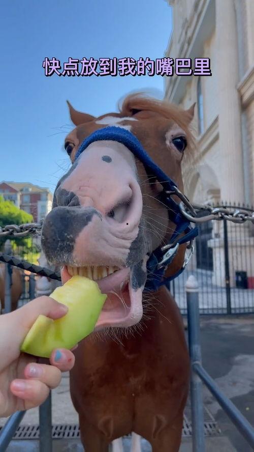 马儿可以吃哈密瓜吗视频,一场跨界美食之旅