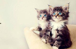 小猫吃网纹瓜会死吗视频,小猫误食后果触目惊心