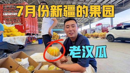 老汉瓜怎么吃视频,家常美味，轻松学会瓜类新吃法