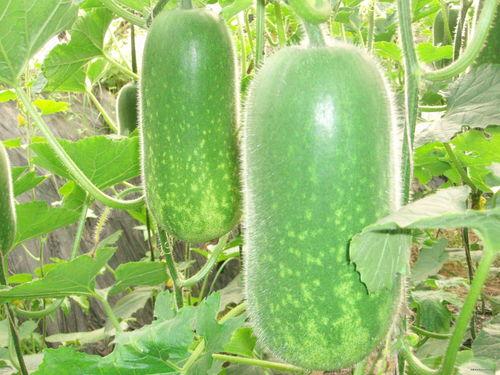 偷笑吃瓜视频大全,视频大全带你领略网络笑料盛宴