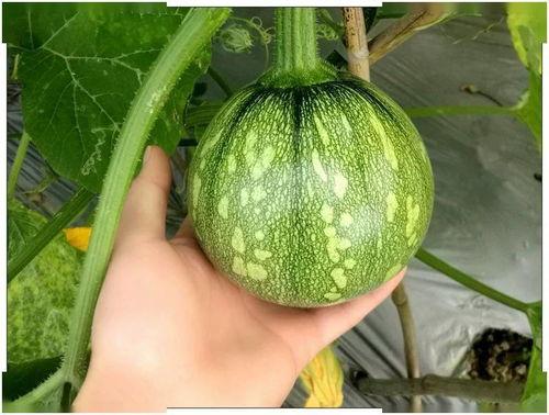 圆水瓜怎么吃才好吃呢视频,视频教你轻松做出佳肴