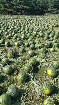 宜宾翡翠城吃瓜事件视频,邻里纠纷引发网络热议