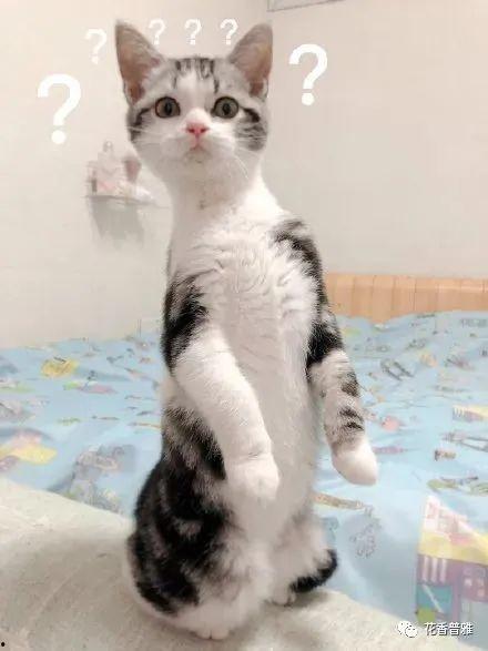 猫咪吃瓜视频,猫咪吃瓜视频大盘点