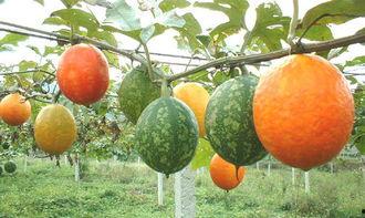 吃大棚小吊瓜好吗视频大全,营养美味，健康生活新选择