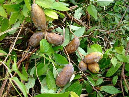 泰国直播吃八月瓜视频