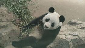 熊猫直播间吃瓜视频,吃瓜视频揭秘萌宠美食大作战