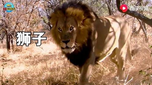 带你吃瓜野生猛兽视频,带你领略“带你吃瓜野生猛兽”视频的独特魅力