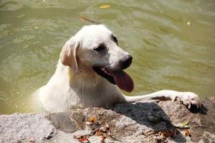 狗崽吃哈密瓜视频,狗崽萌态大赏