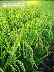 稻田吃瓜写真视频素材,一场视觉盛宴的稻田吃瓜写真之旅