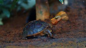 乌龟吃瓜快的视频,萌态十足引网友热议