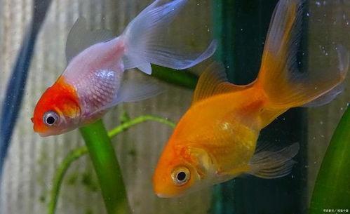 金鱼吃哈密瓜好吗视频讲解,营养与适宜性分析