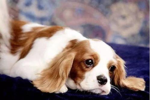 小狗吃网纹瓜会死吗视频,小狗误食后的惊人后果