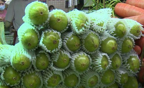 大狮子吃葫芦瓜视频,趣味横生萌态十足