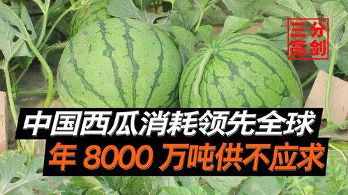中国的吃瓜视频,揭秘网络时代的“瓜田”盛景